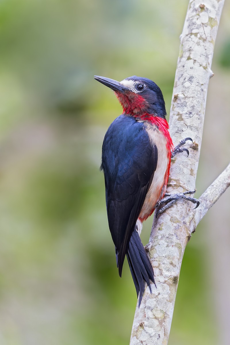 Puerto Rican Woodpecker - ML497370341