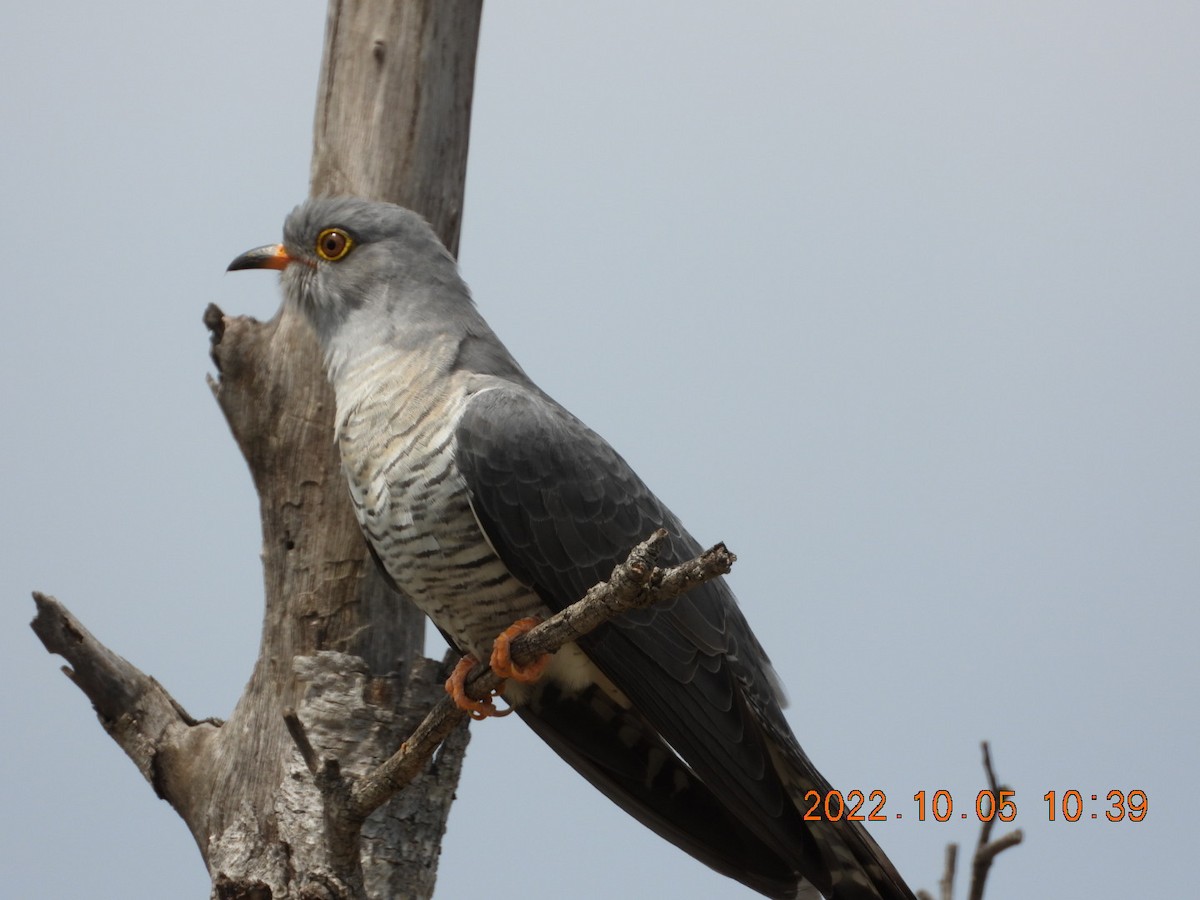 African Cuckoo - ML497380751