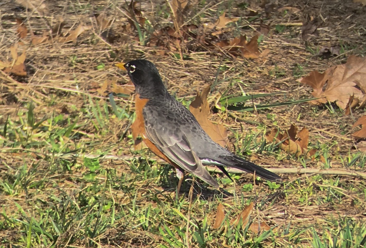 ebird-checklist-27-feb-2017-millennium-park-30-species-2-other