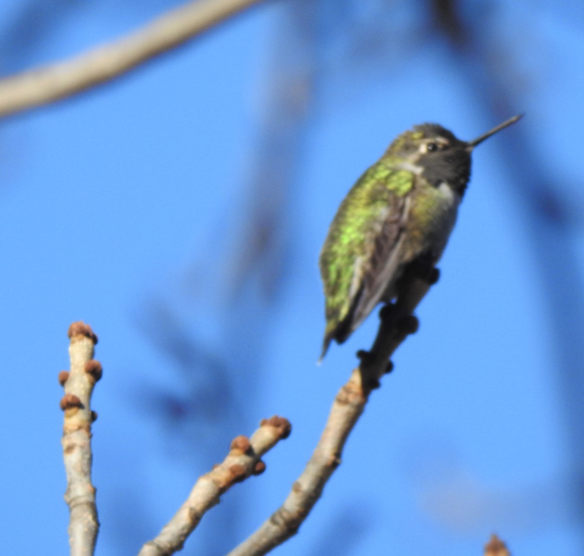 Anna's Hummingbird - ML497388171