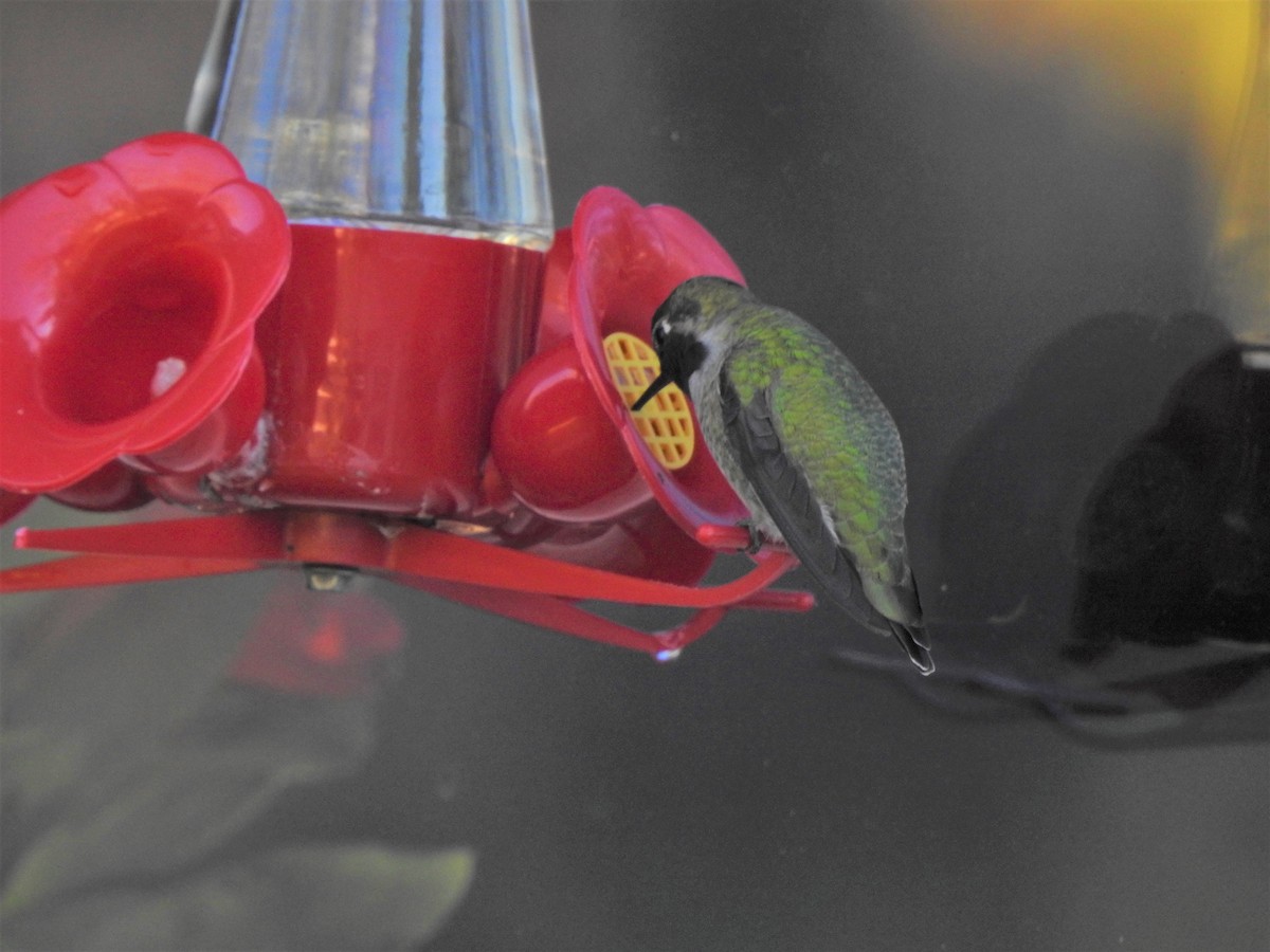 Anna's Hummingbird - ML497388181