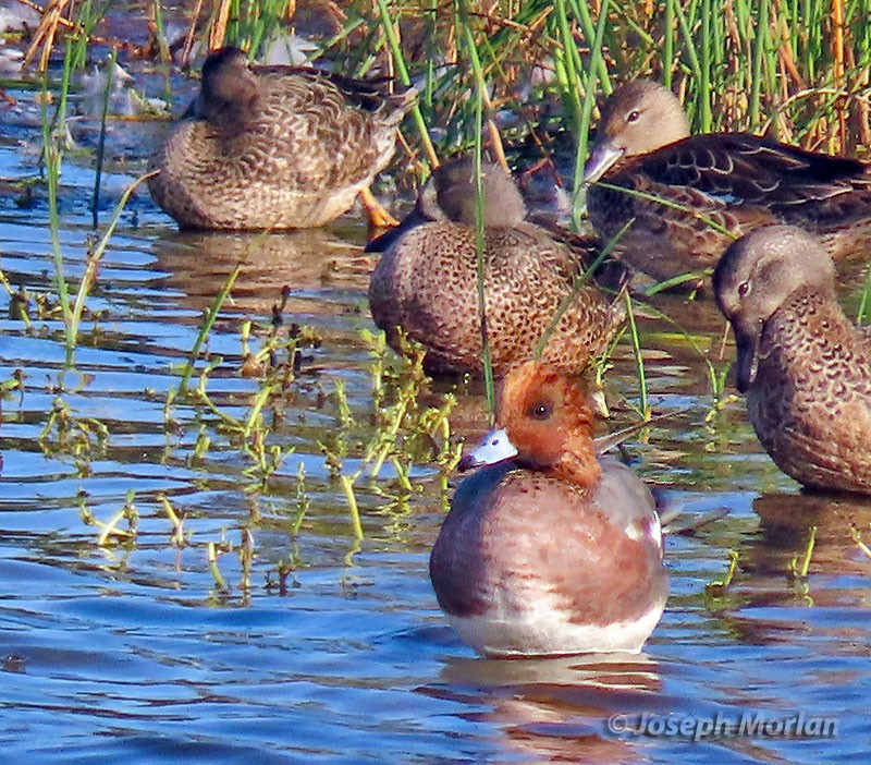 Blue-winged Teal - ML497401351