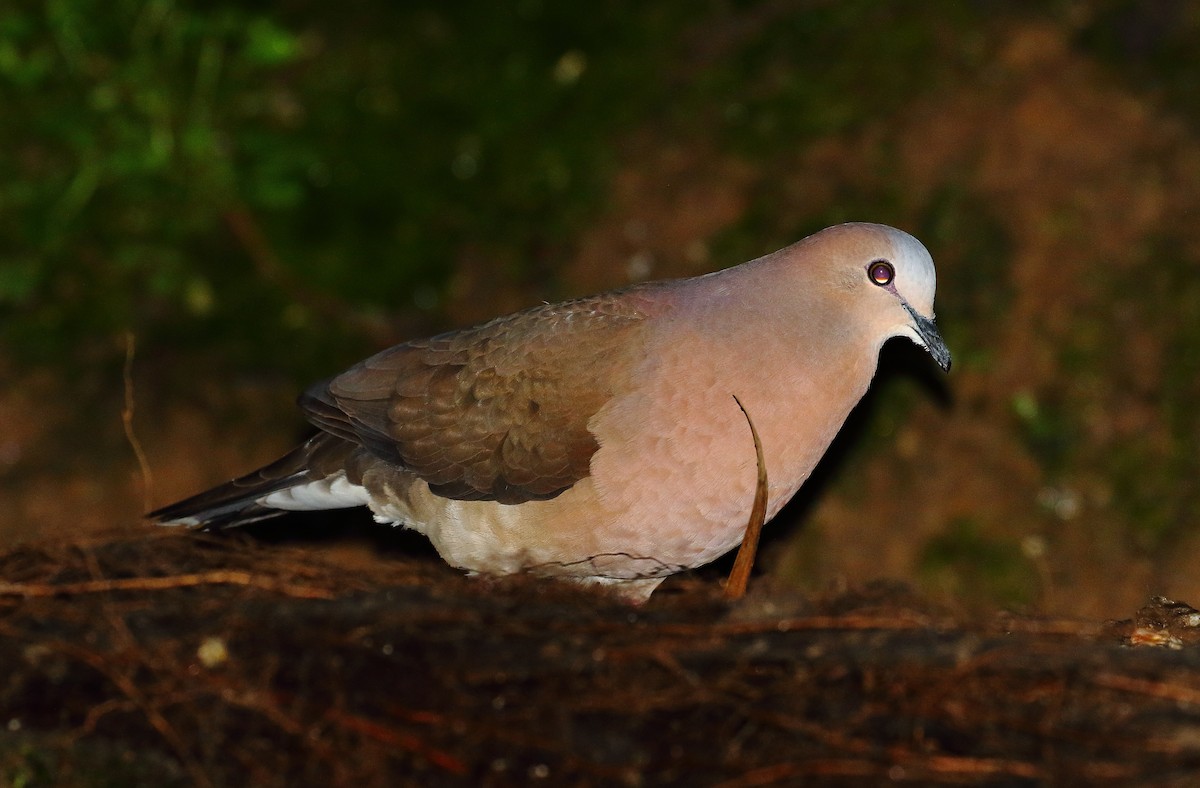 Gray-fronted Dove - ML497404551