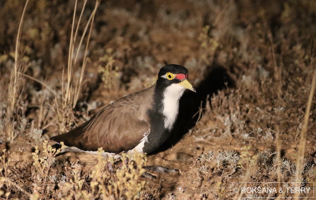 Banded Lapwing - Roksana and Terry