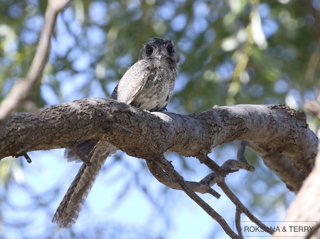 Australian Owlet-nightjar - Roksana and Terry