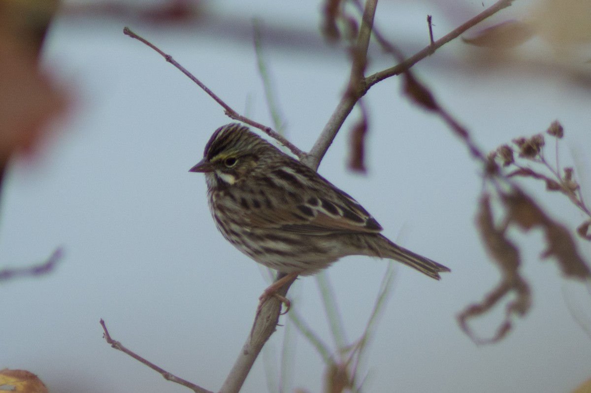 Savannah Sparrow (Savannah) - ML497409981