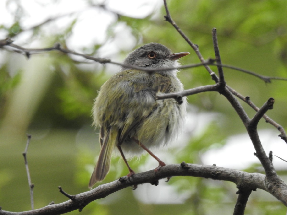 Pearly-vented Tody-Tyrant - ML497410031