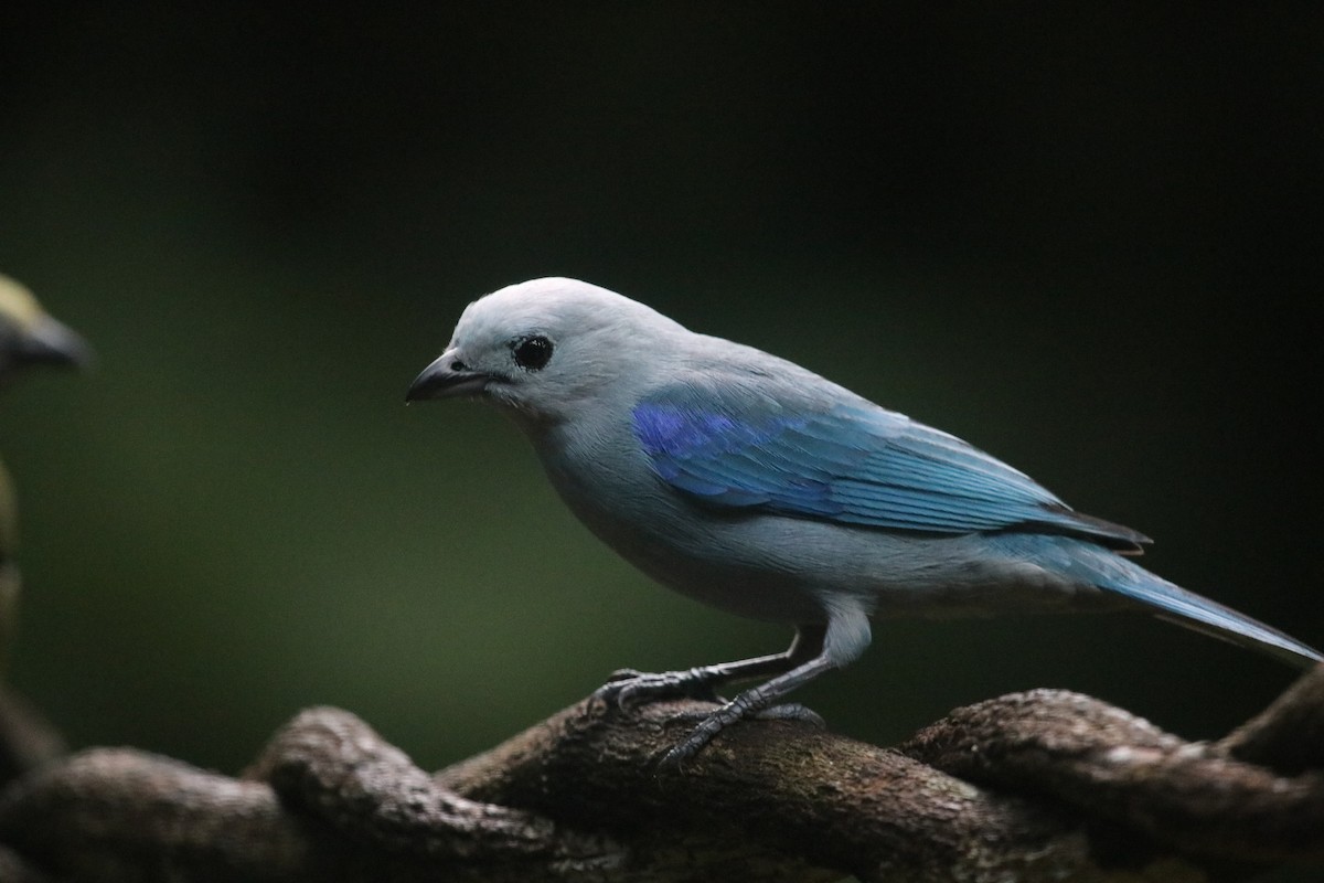Blue-gray Tanager - ML497410191