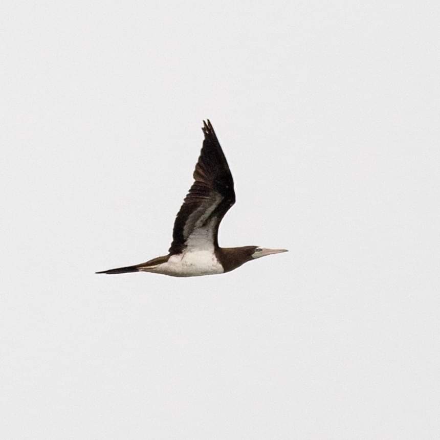 Brown Booby - Seymore Gulls