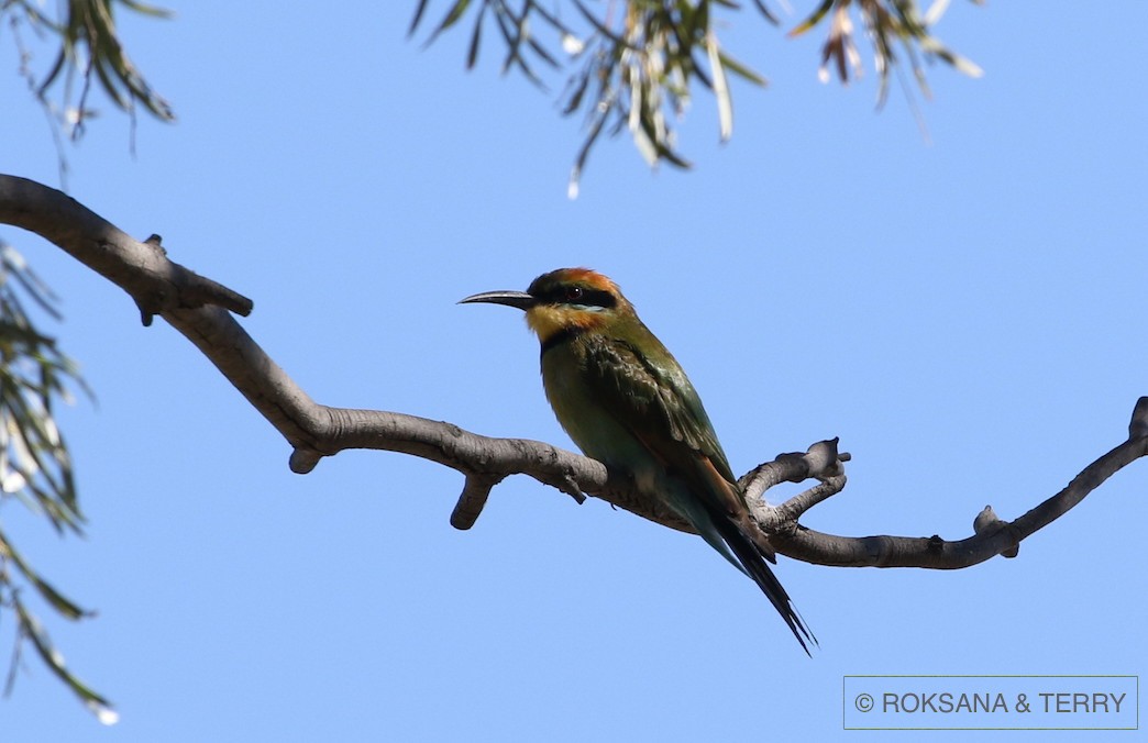 Rainbow Bee-eater - Roksana and Terry