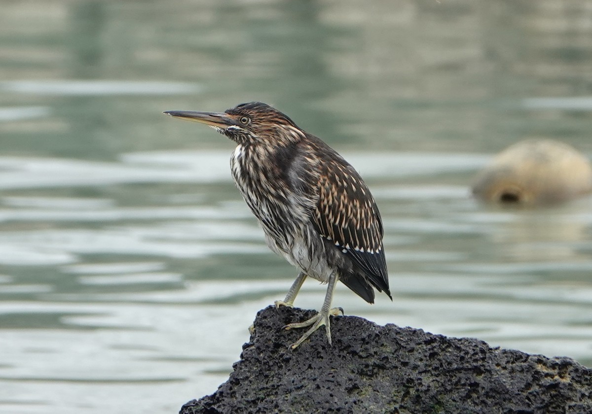 Striated Heron (Galapagos) - Barry Reed