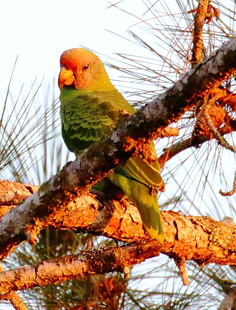 Red-tailed Parrot - ML497422781