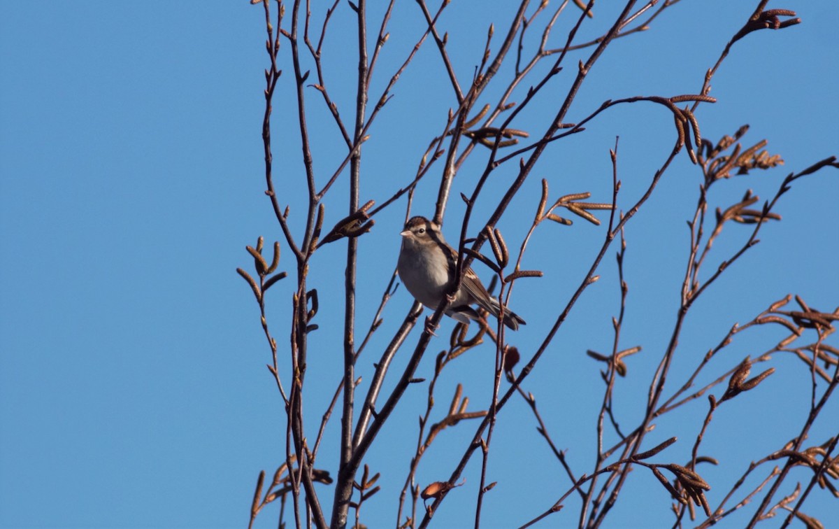 ML497422821 Chipping Sparrow Macaulay Library