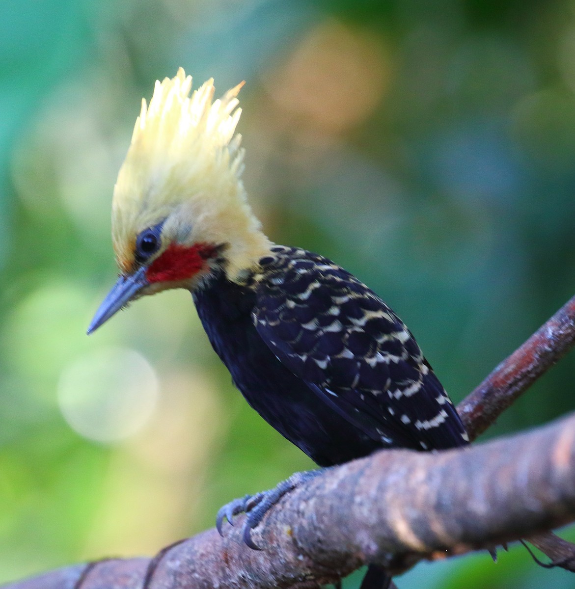 Blond-crested Woodpecker - ML497424271