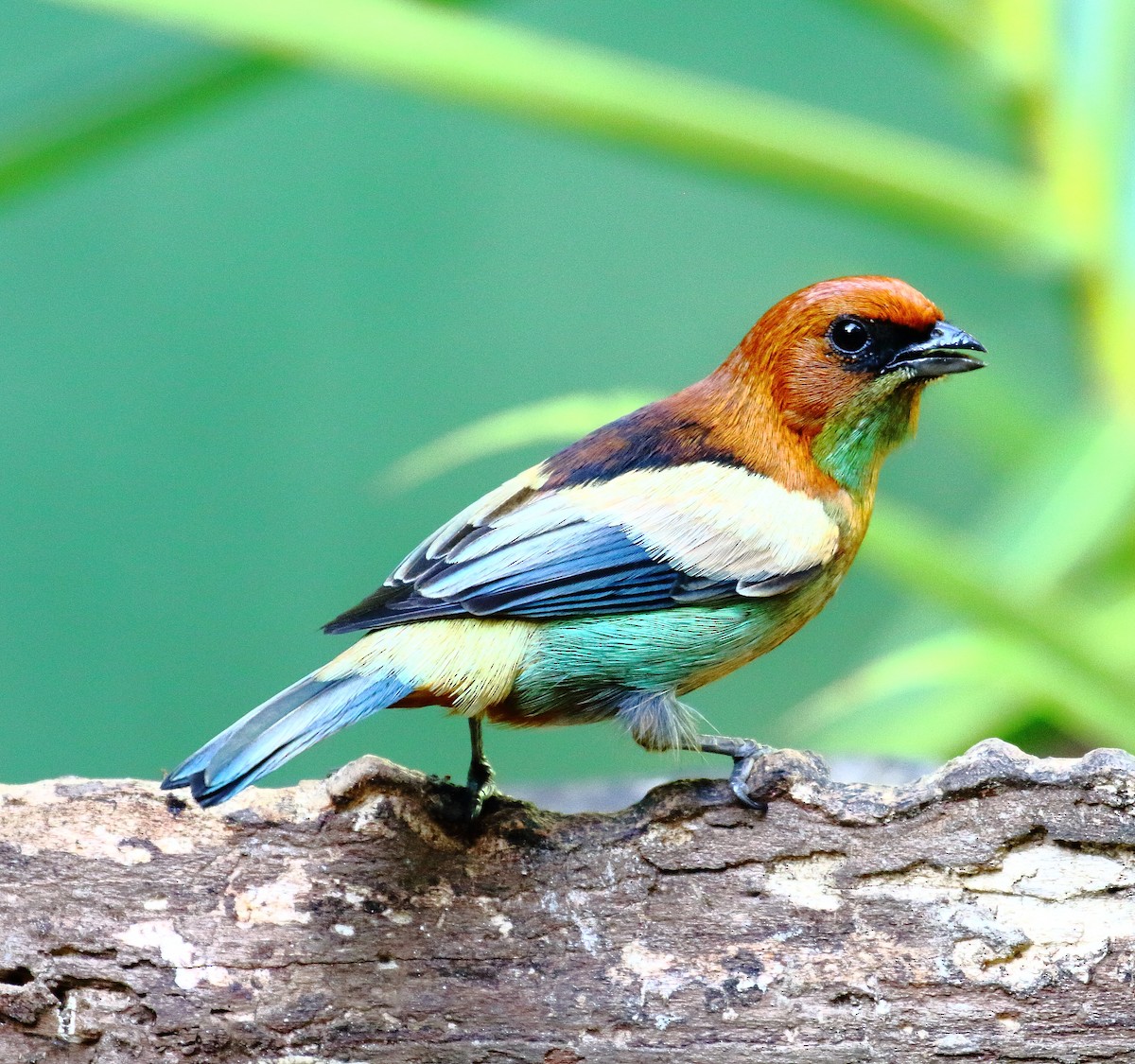 Black-backed Tanager - ML497424551