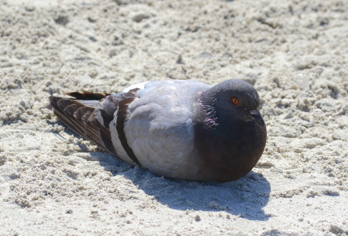 Rock Pigeon (Feral Pigeon) - ML497425301