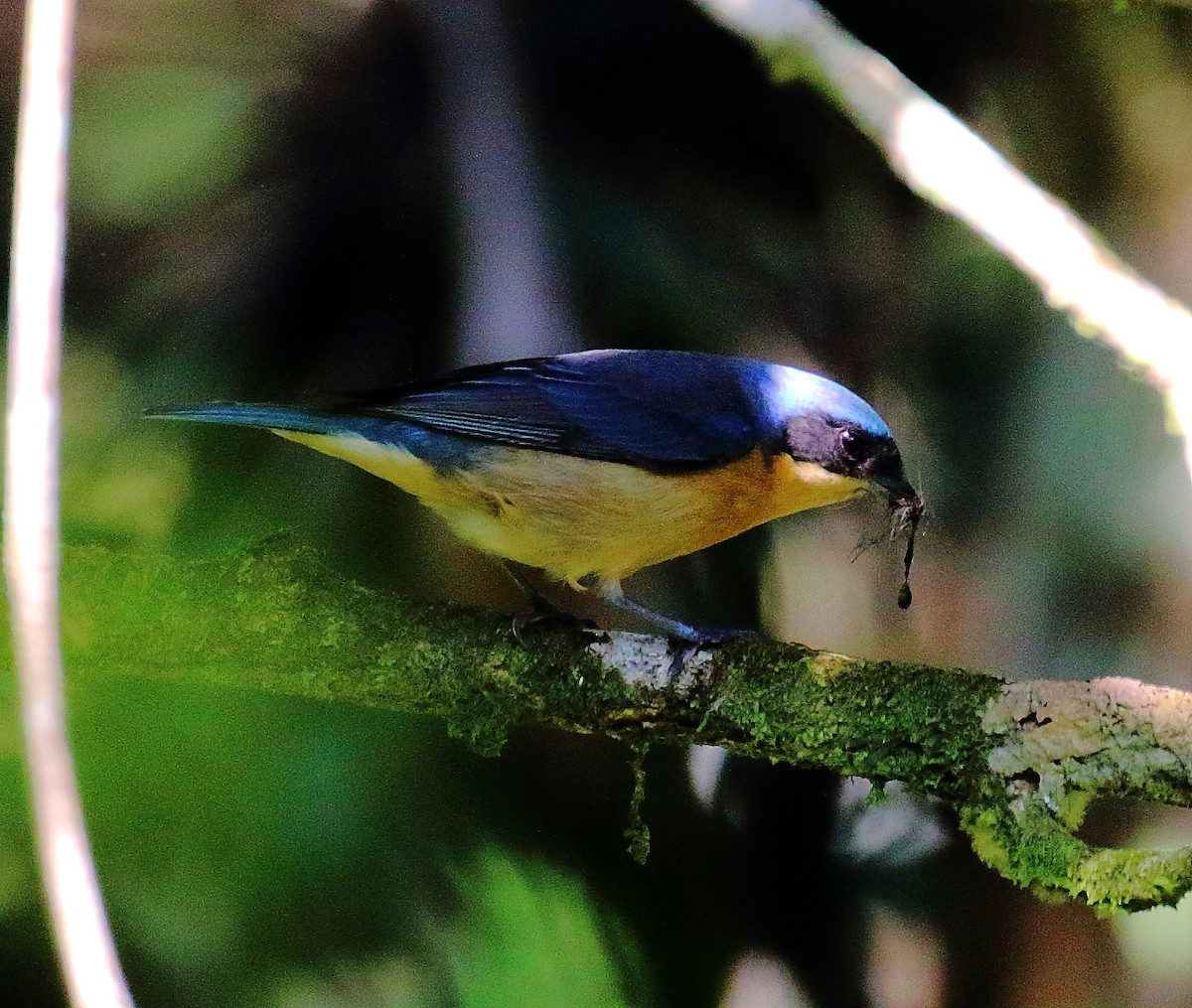 Fawn-breasted Tanager - ML497425581