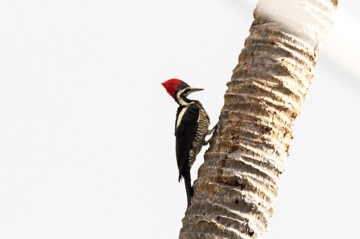 Lineated Woodpecker - ML497426081