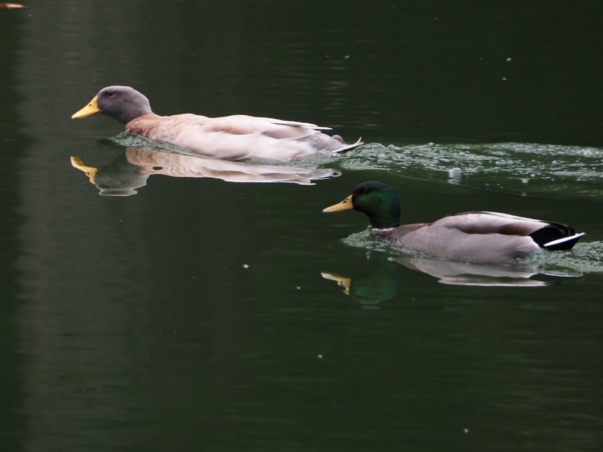 Ml497429521 mallard domestic type macaulay library