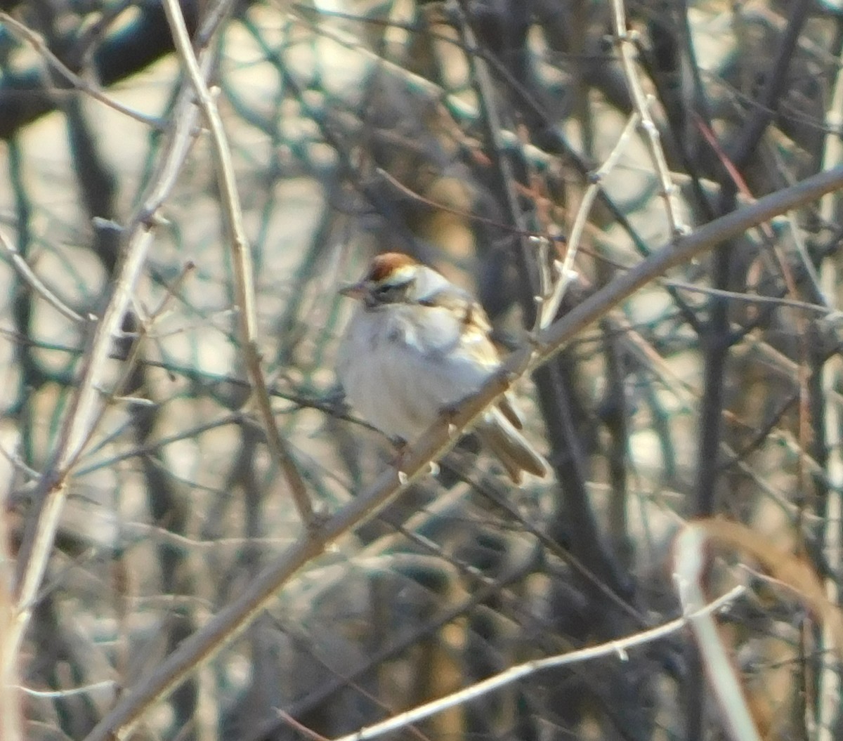 Chipping Sparrow - Eric Hough