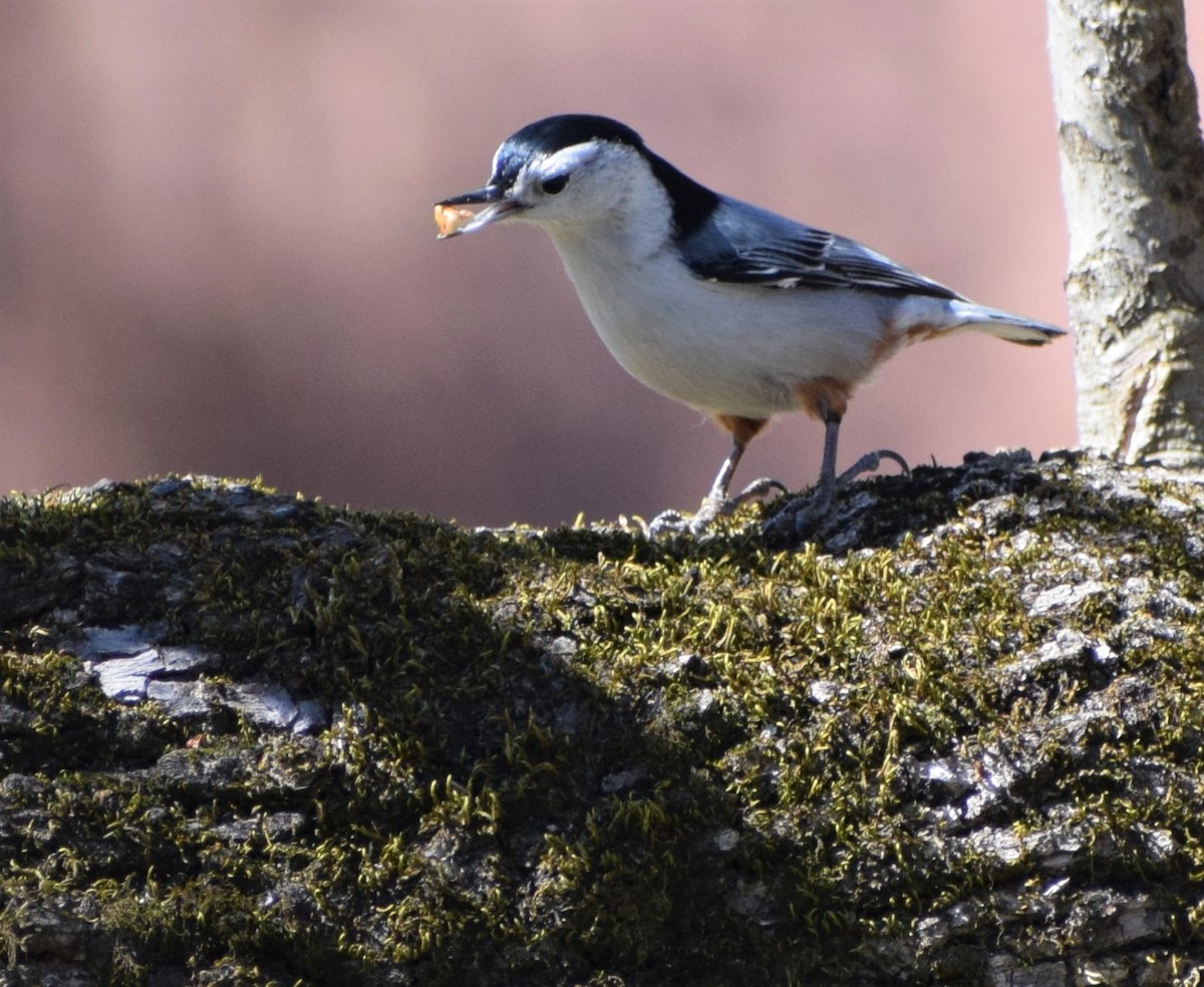 White-breasted Nuthatch - ML497452281