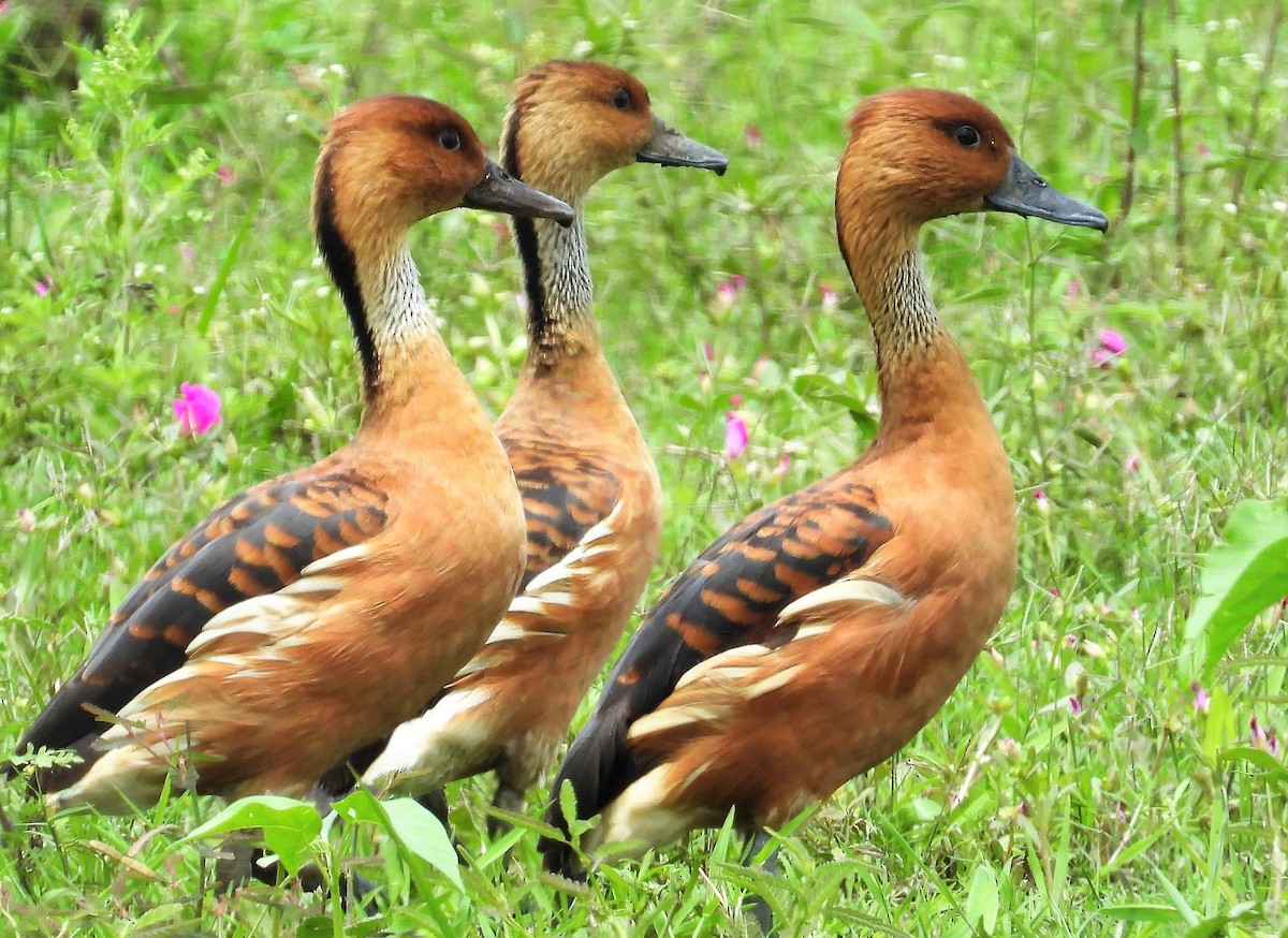 Fulvous Whistling-Duck - ML497455171
