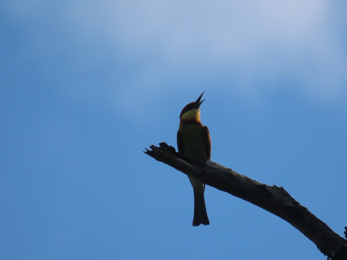 Chestnut-headed Bee-eater - ML497461271