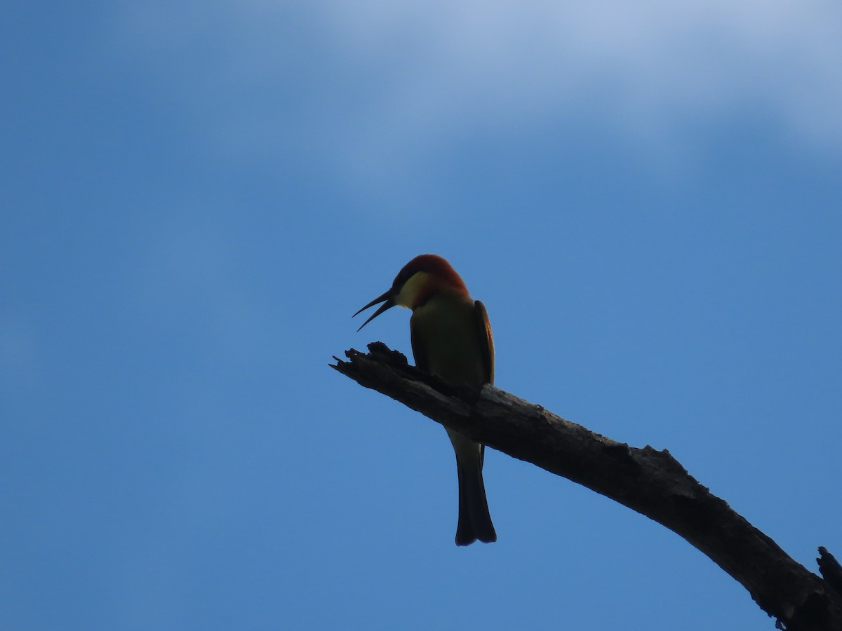 Chestnut-headed Bee-eater - ML497461281