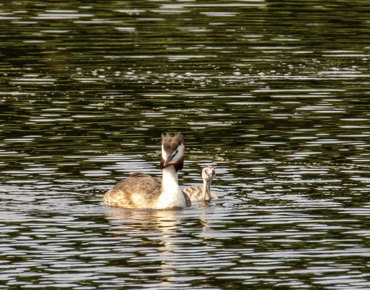 Great Crested Grebe - ML497466821