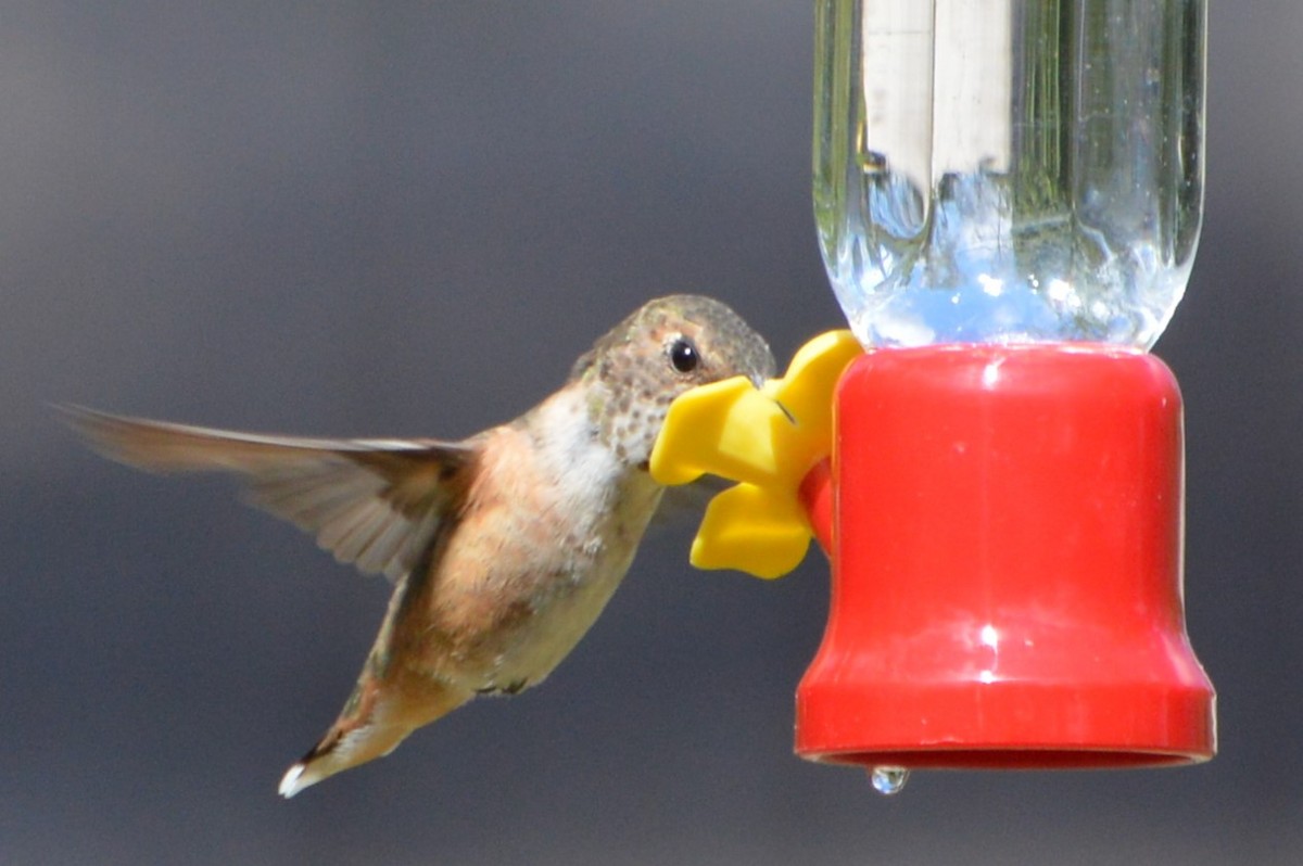 hummingbird sp. - Renea Simpson