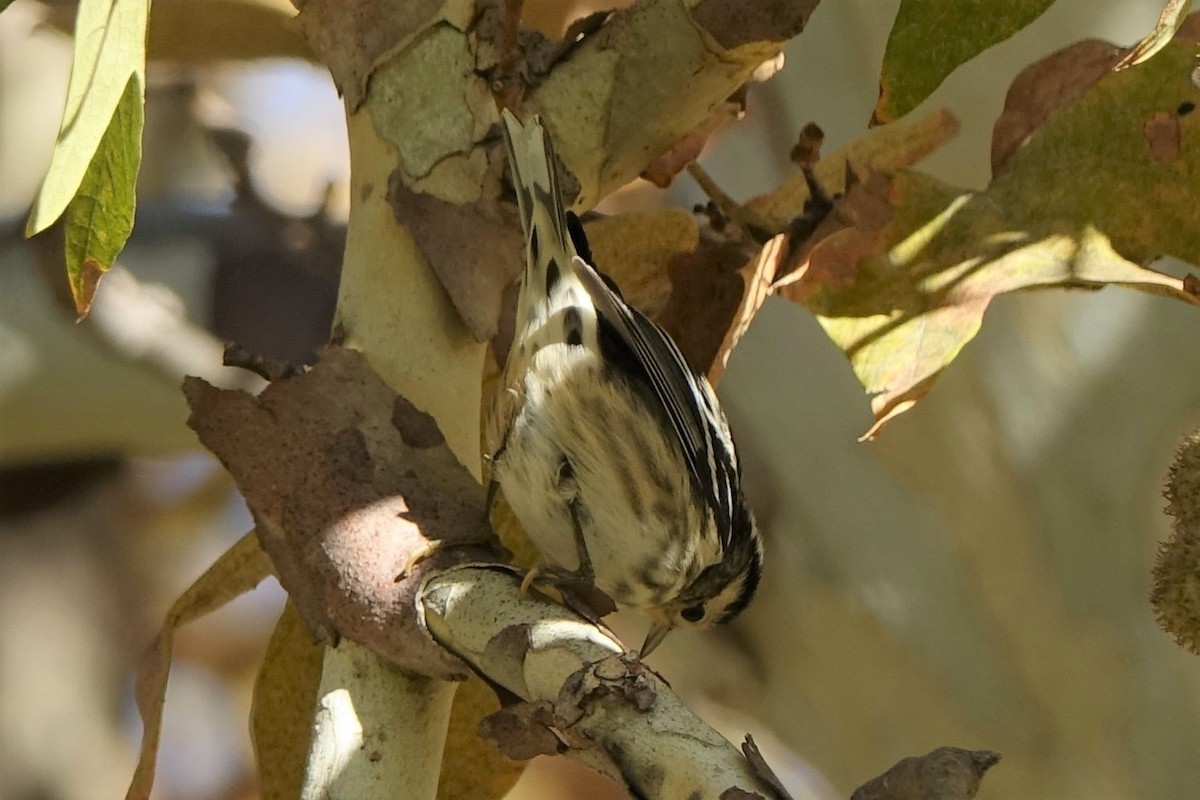 Black-and-white Warbler - ML497480121