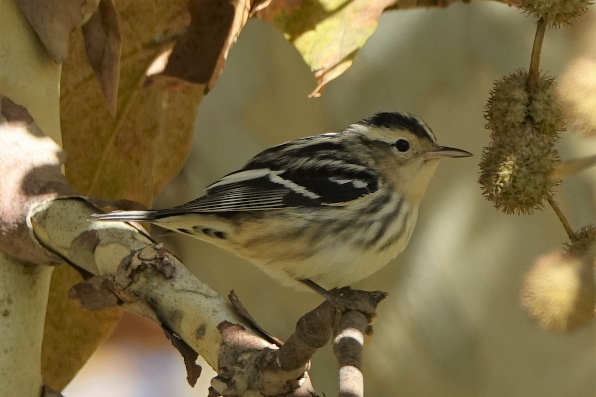 Black-and-white Warbler - ML497480181