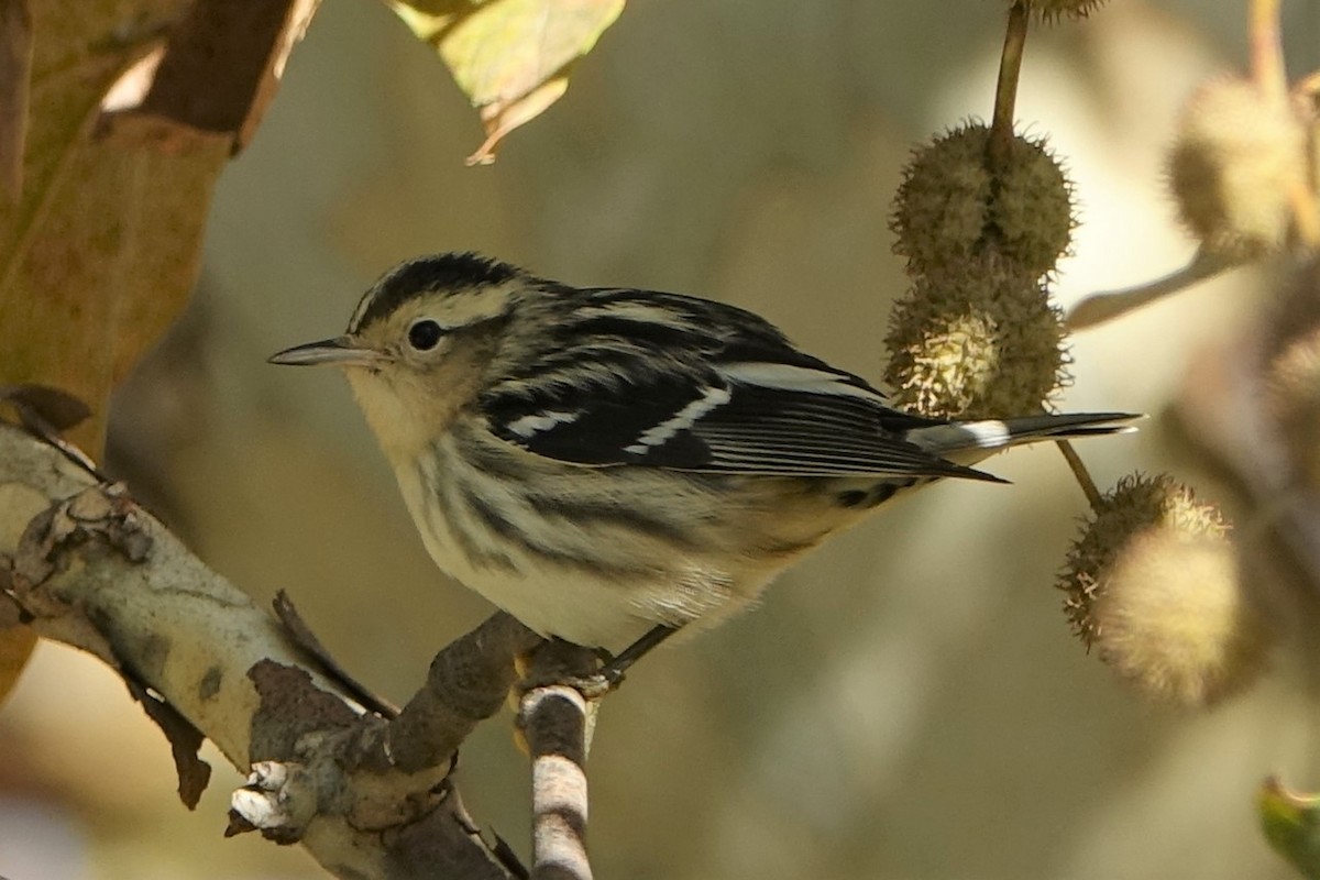 Black-and-white Warbler - ML497480201