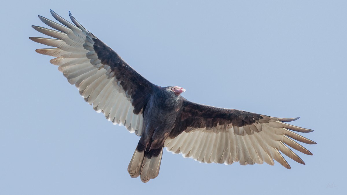 Turkey Vulture - Steve Sadler