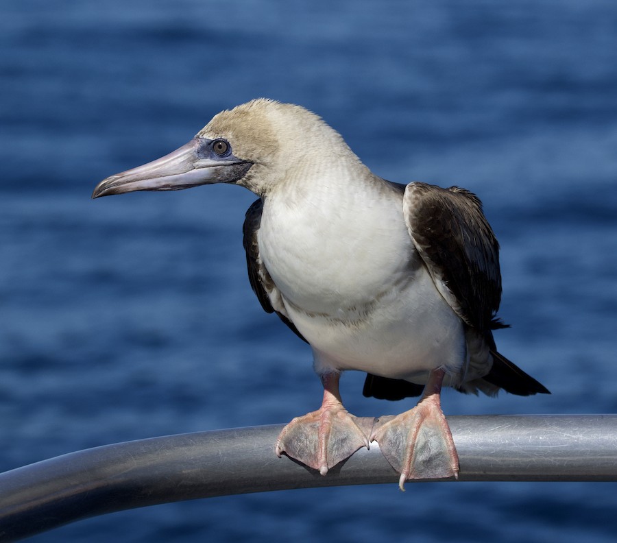Красноногая олуша (websteri) - eBird