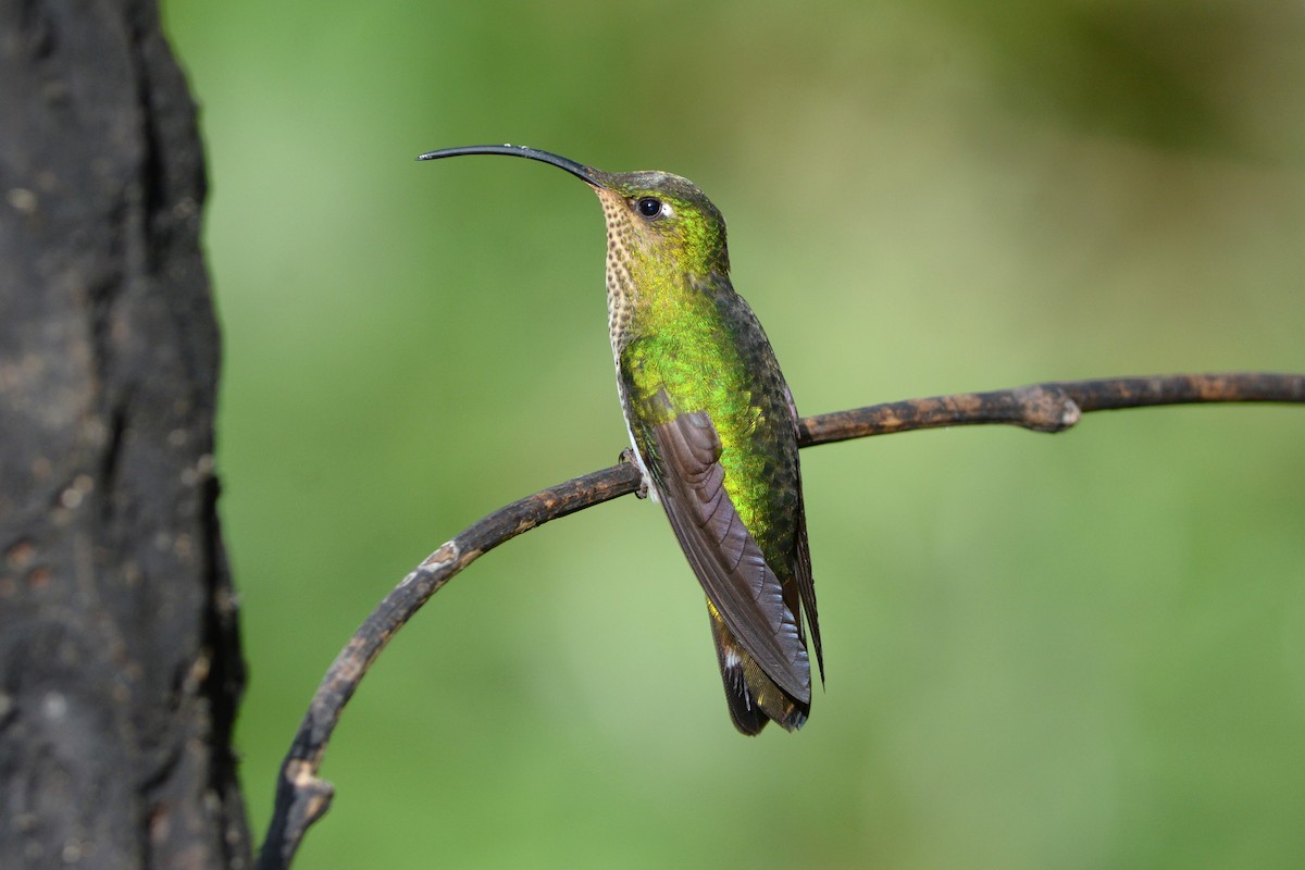 kolibřík aksamitový - ML497493351