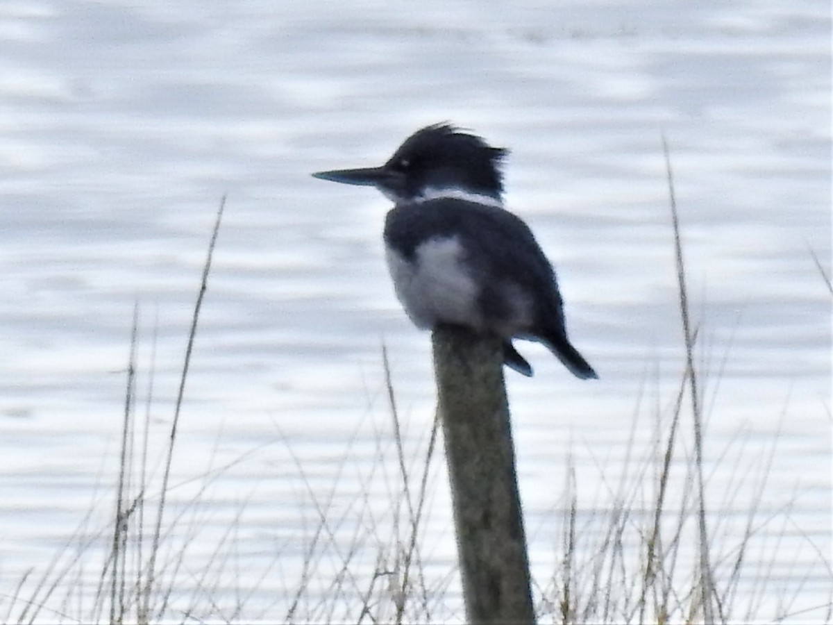 Belted Kingfisher - ML497495671