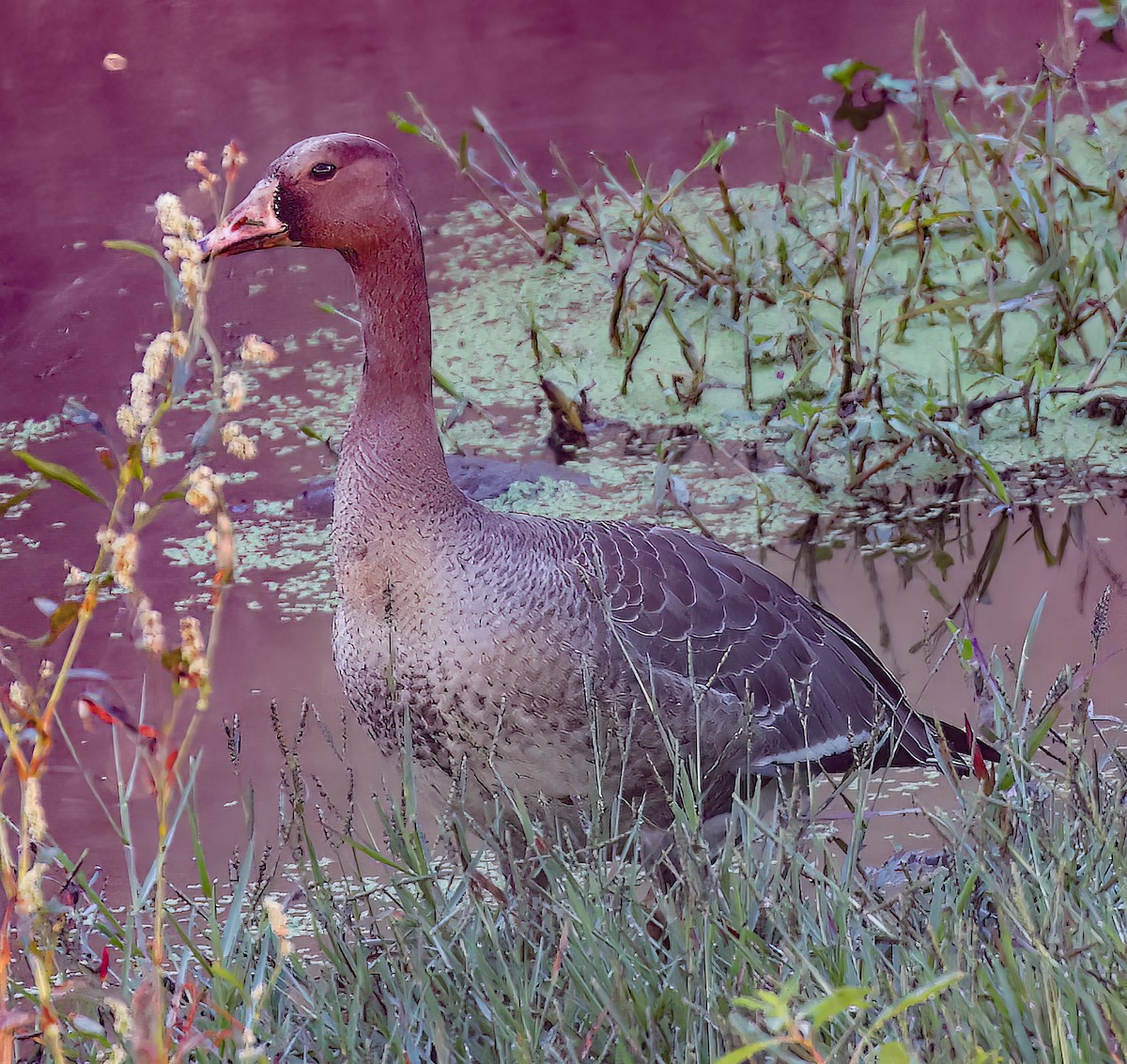 Greater White-fronted Goose - ML497495701