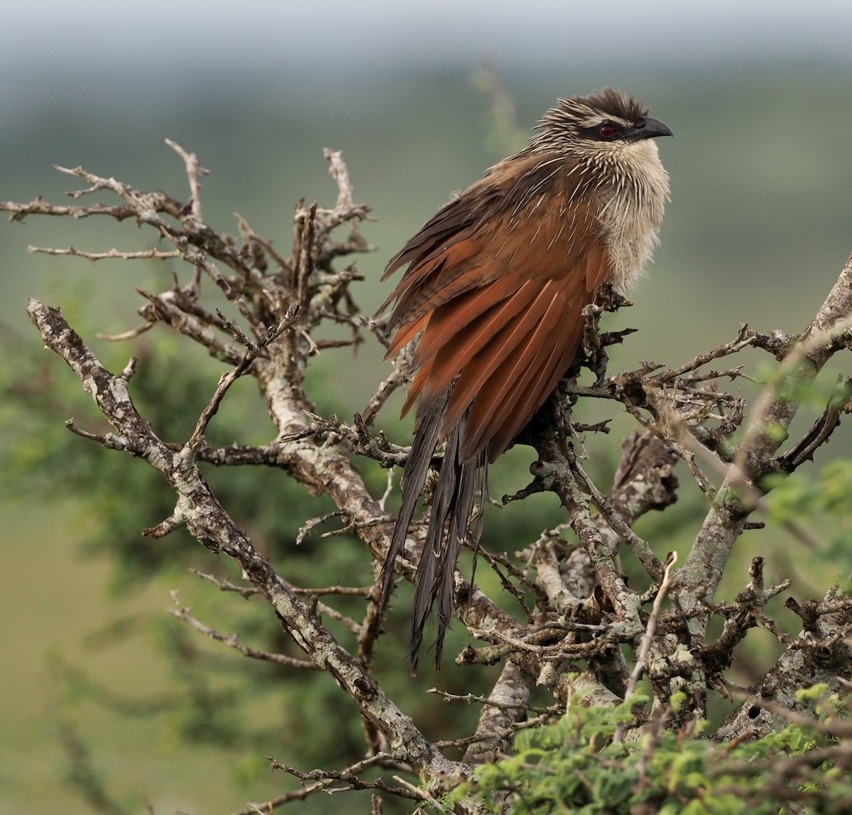 White-browed Coucal - Sherry Lane