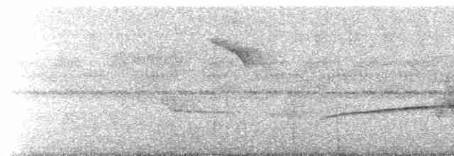 Тиран-крихітка сіроголовий - ML497500181