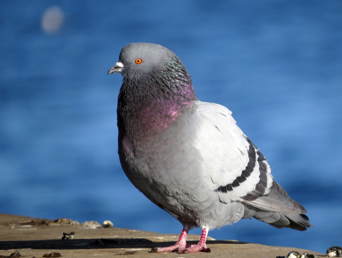 Rock Pigeon (Feral Pigeon) - Joe Sebastiani