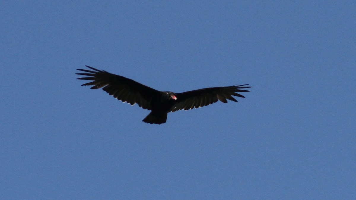 Turkey Vulture - Daniel Jauvin