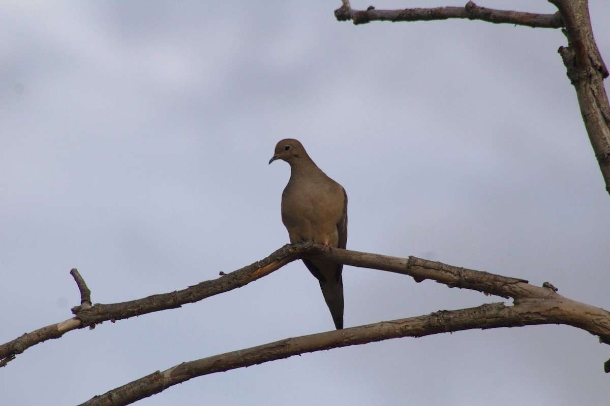 Mourning Dove - Sequoia Wrens
