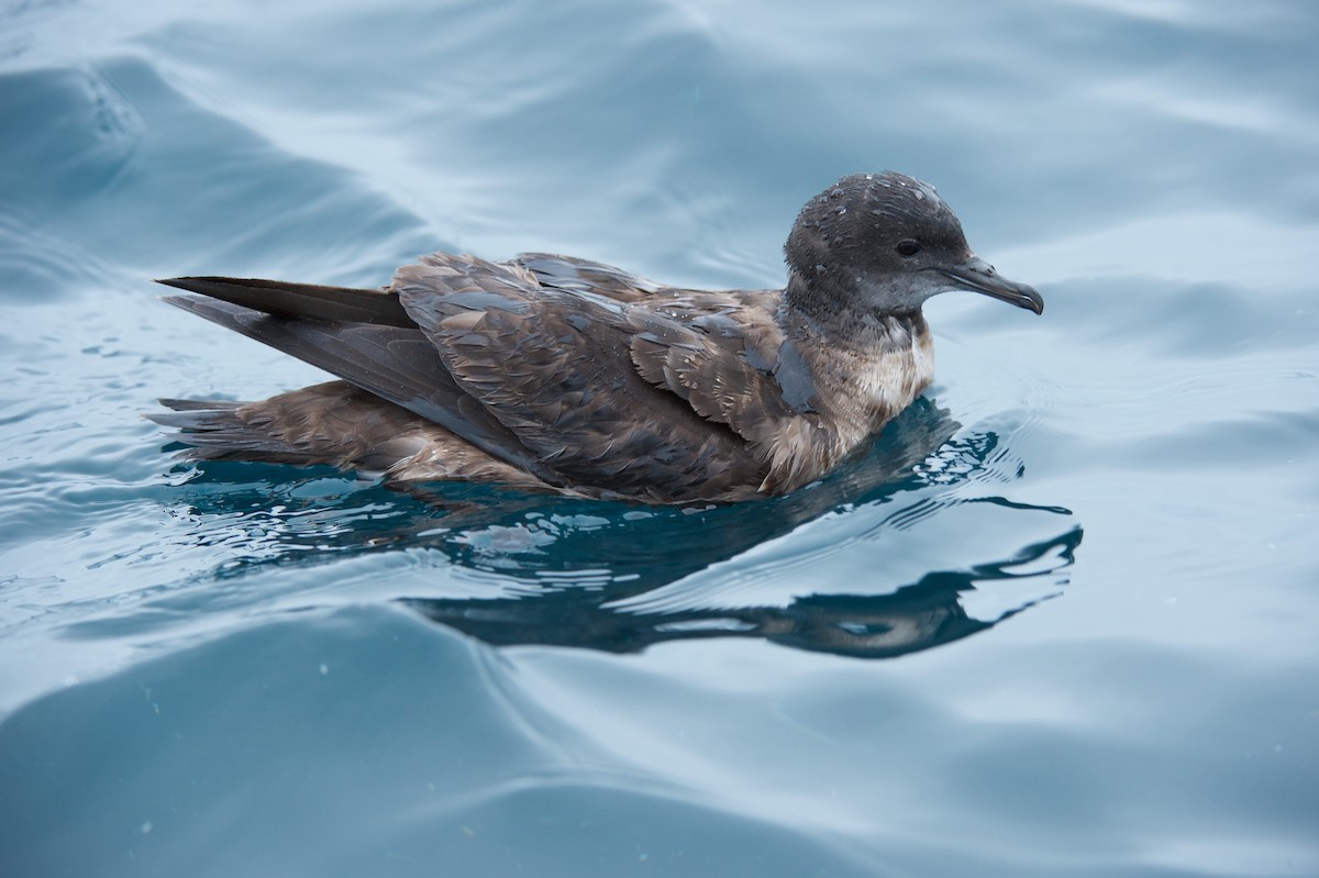 Short-tailed Shearwater - Leslie Feasey