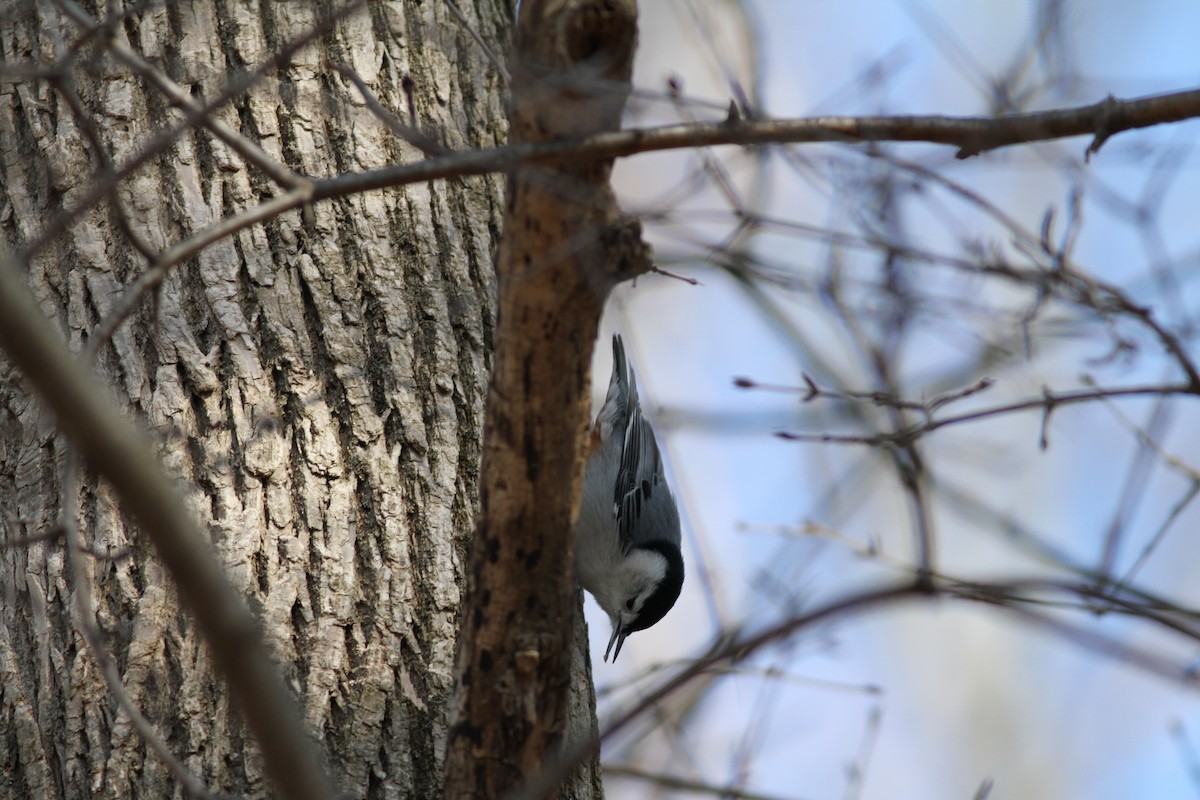 White-breasted Nuthatch - ML49751371