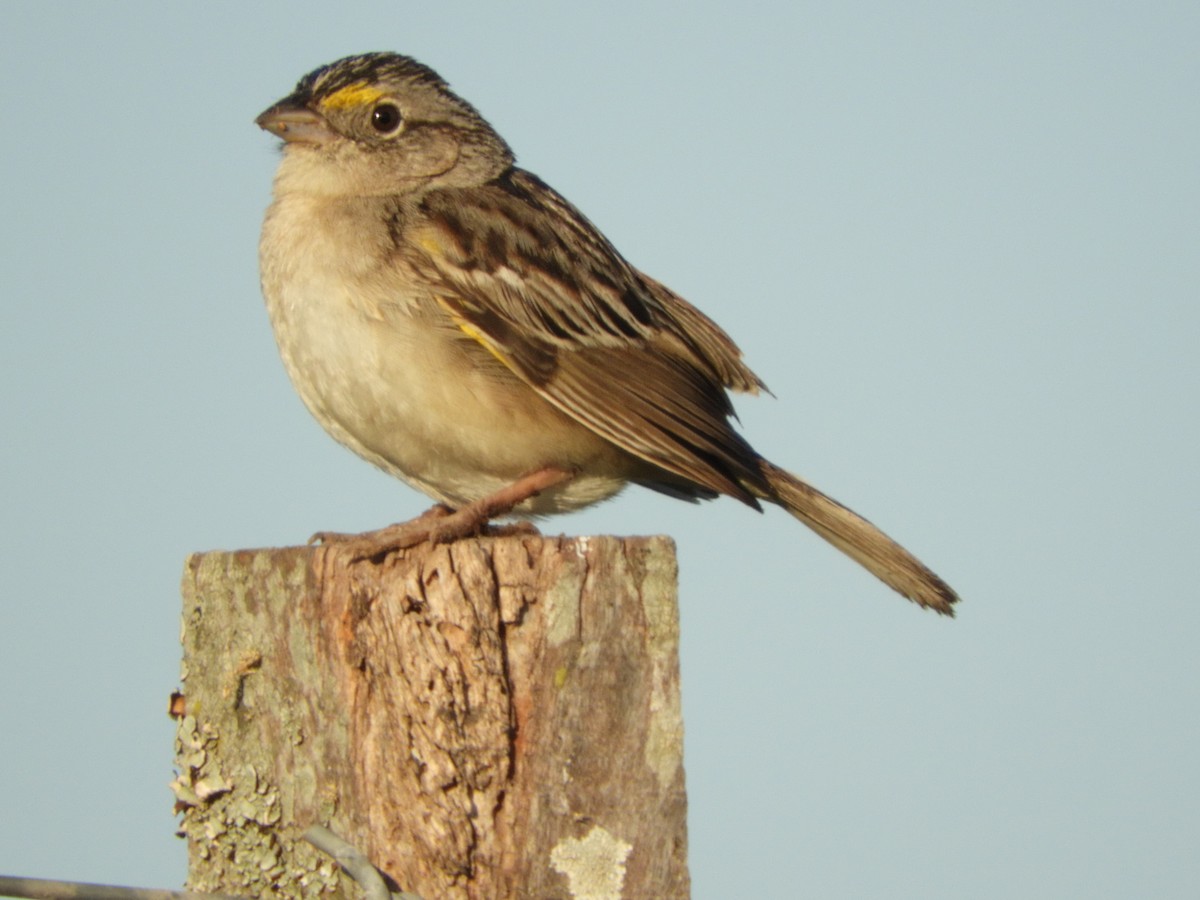 Grassland Sparrow - ML497514261