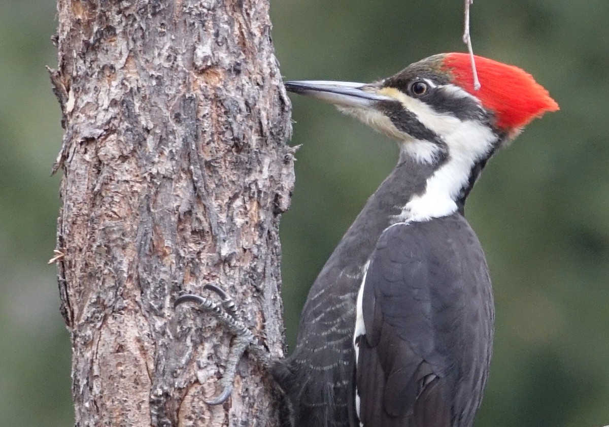 Pileated Woodpecker - Linda Dixon
