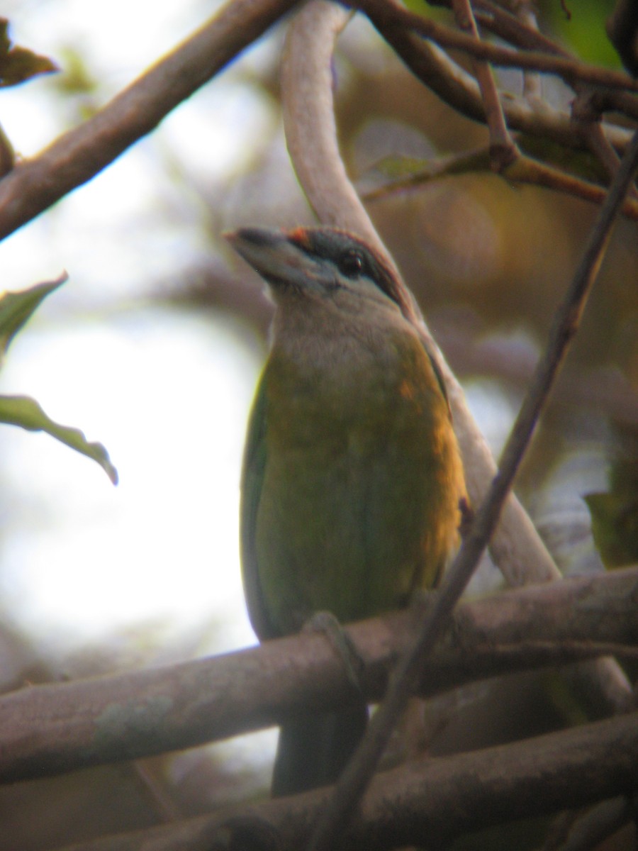 Red-vented Barbet - ML497524821