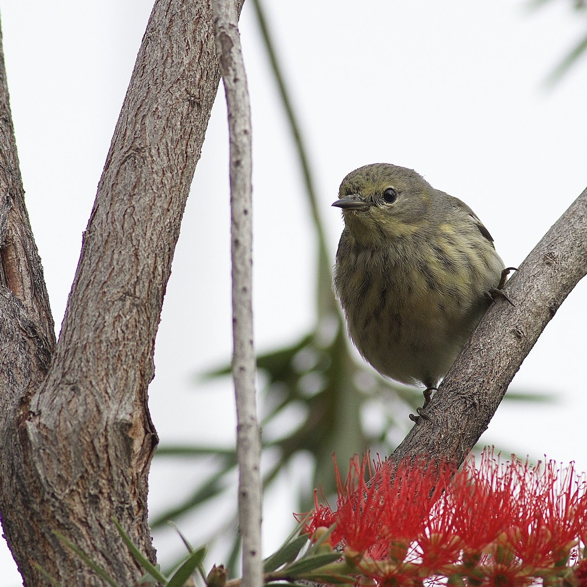 Cape May Warbler - ML497527021