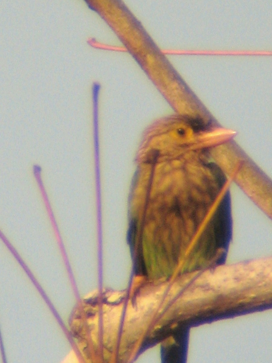 Lineated Barbet - ML497527031